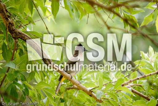 Graubülbül (4 von 5).jpg